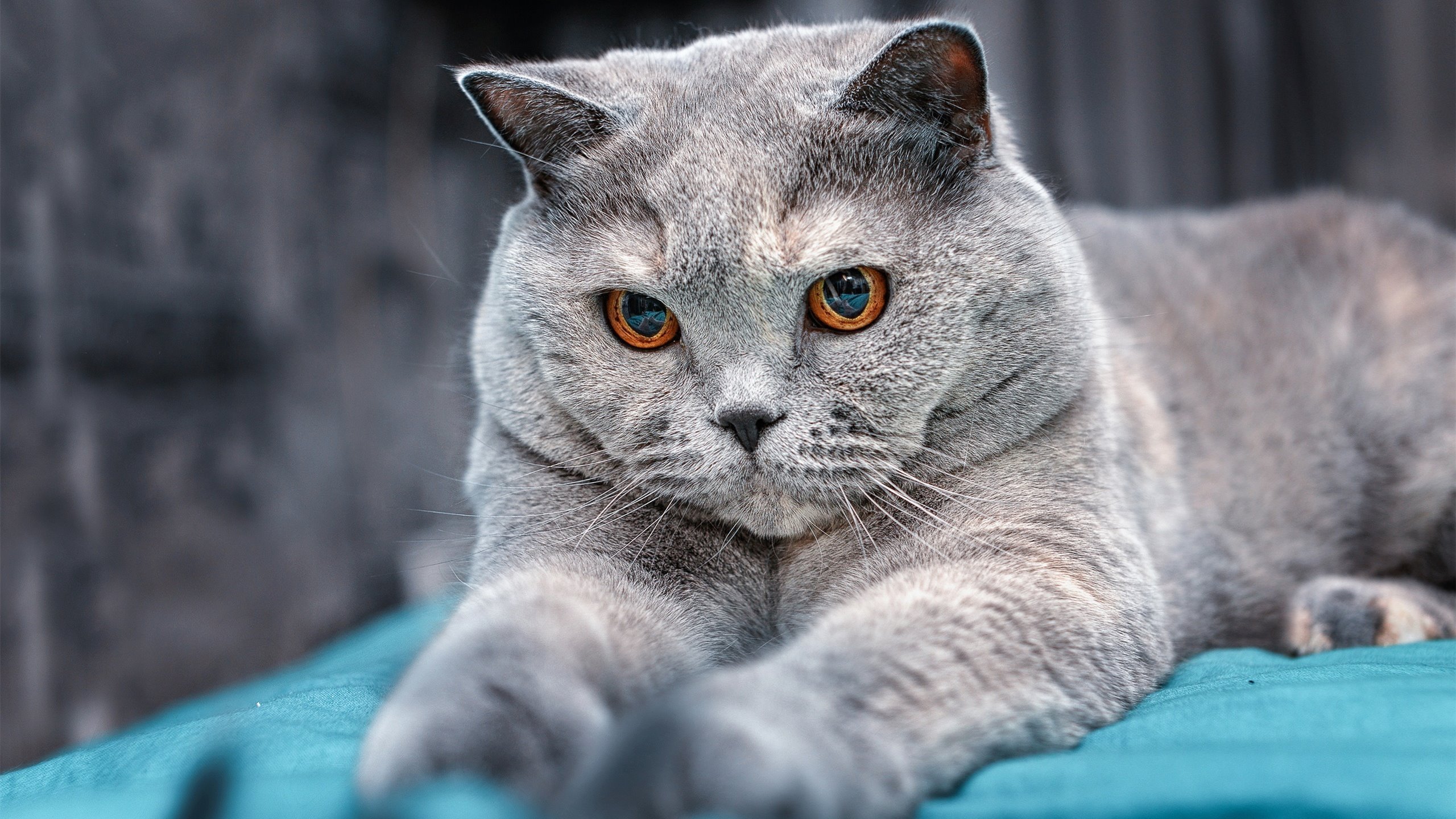 突破者，从瑞典的生死线到哈弗茨的封神路