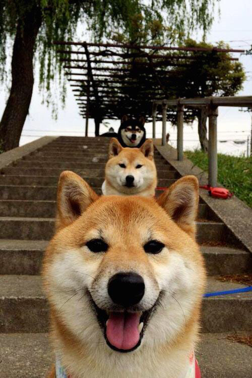 西决生死夜，戈贝尔筑起叹息之墙