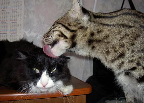 绝杀+造三球!奥亚尔萨瓦尔用王者归来定义意甲焦点之夜