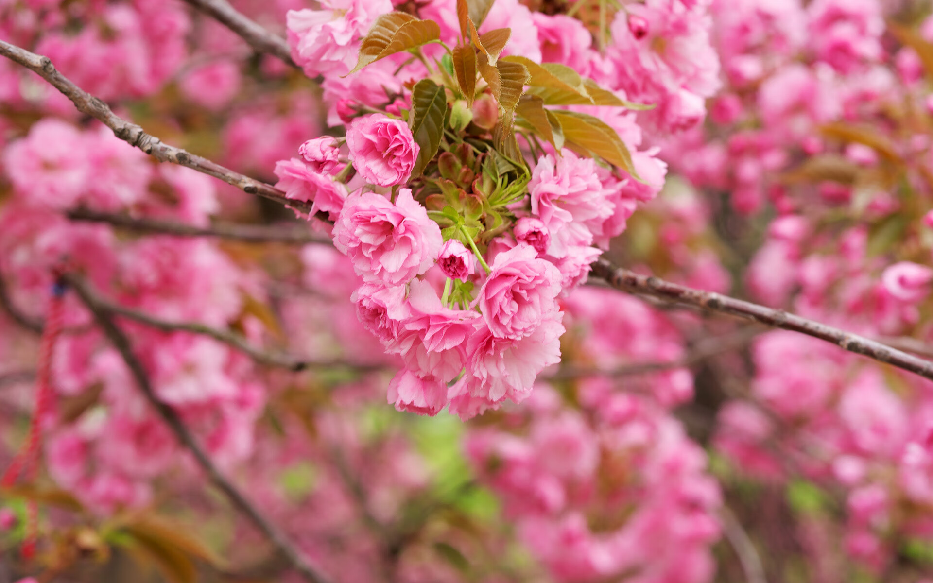 蓝衣战神努涅斯，从地狱到天堂，意大利在B组生死战中逆转加纳